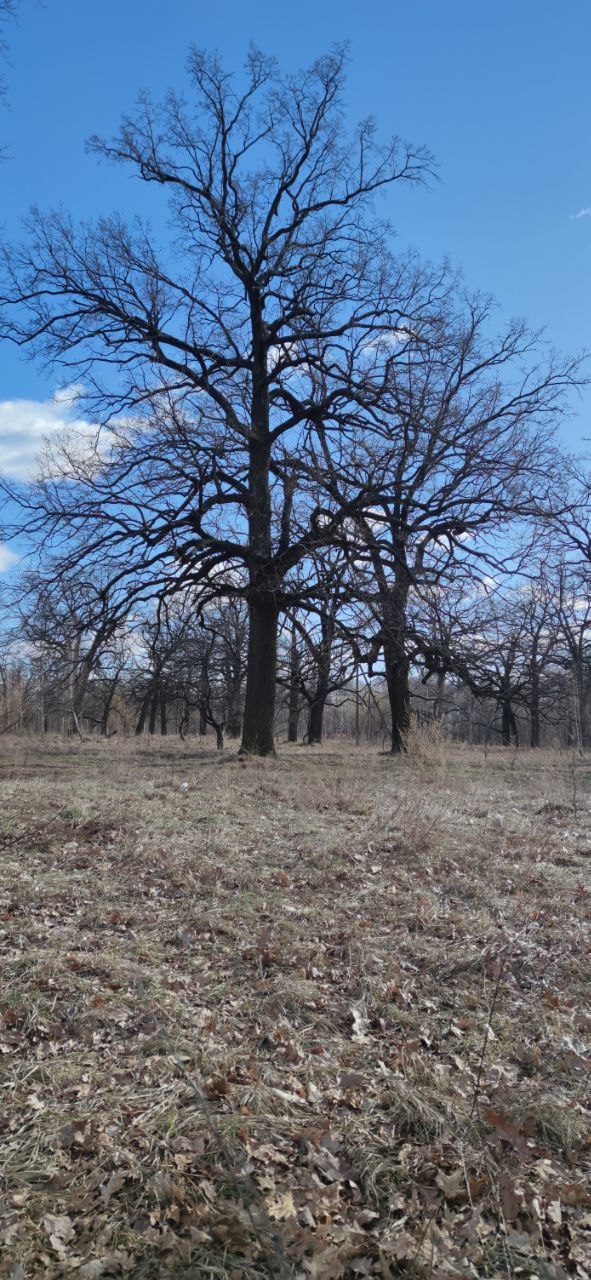 Spring oaks